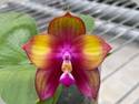 Phal. Mituo Love Rainbow 520